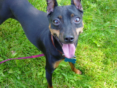 My Miniature Pinscher - Ridley