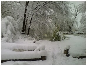 PATH IN MY BACK YARD .. .