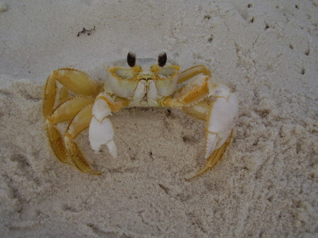 A Beach Buddy