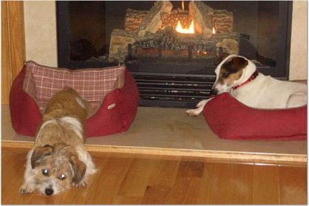 Maggie and Reggie by the fireplace