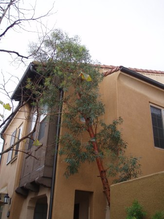 tree falling on house from earthquake