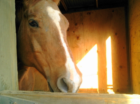 Barn Beauty