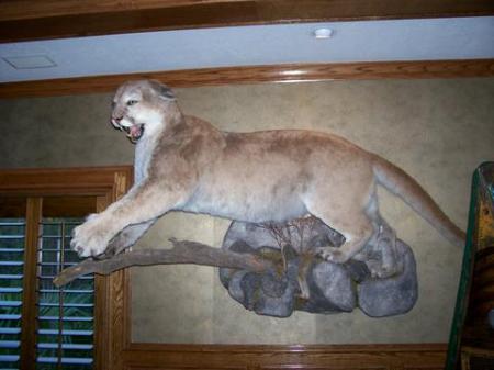 lion bagged in Idaho Falls