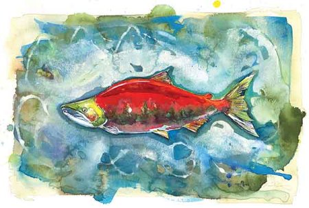 Sockeye Salmon