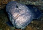 wolf eel