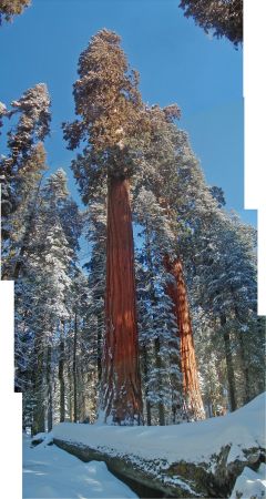 Sequoia Pair