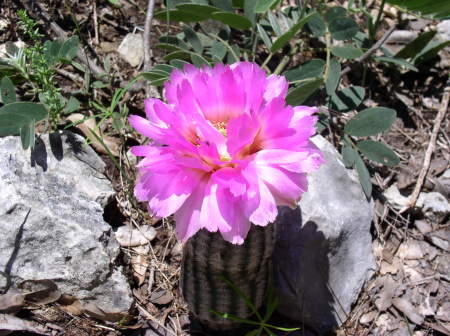 cactus blumming in back yard