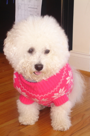 Daisy...our 5 year old Bichon Frise.