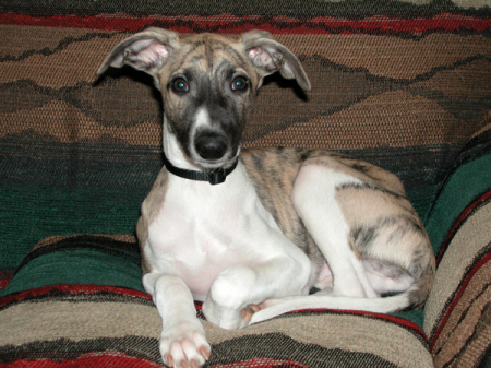 Willow the Whippet