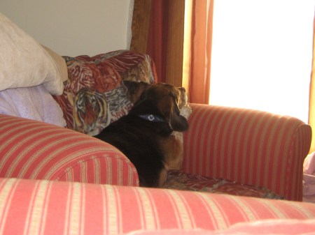 My Daydreaming Beagle KRAMER