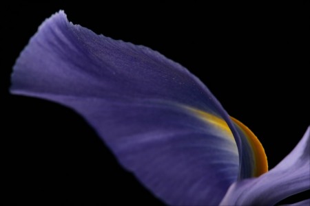 iris-flower