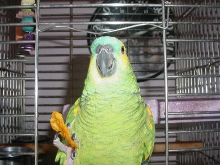 Our parrot Chico