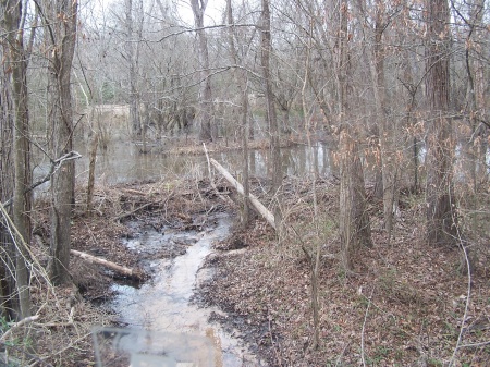 The Dam Beavers