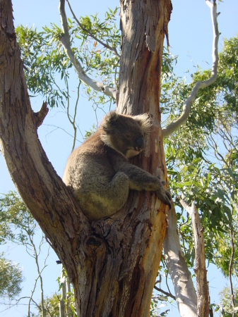 Koalas right in our back yard!!