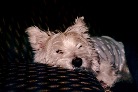 Westies Rule