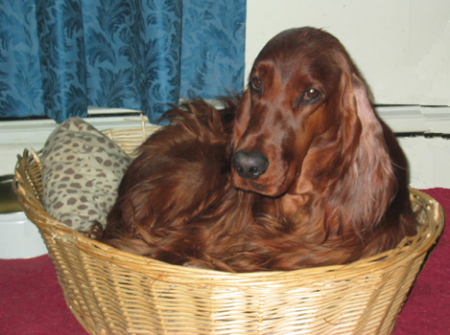 Basket O' Gertie