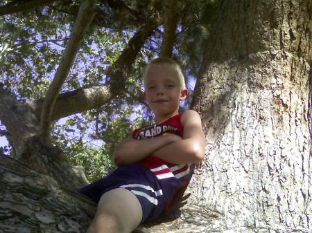 Josh Jr in tree