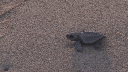 Baby sea turtle