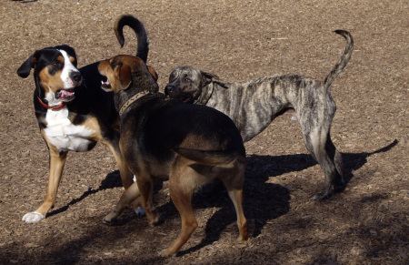 Fun at the Dog Park