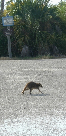 a floridian racoon