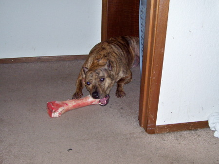 Kahn Dog; Chowing down !!!