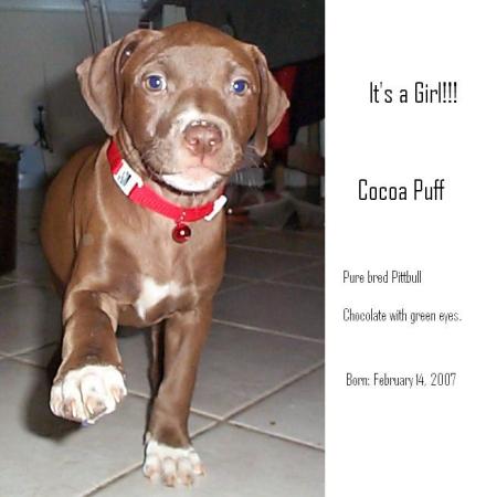 Cocoa Puff