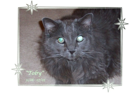 In memory of my Toby, best cat in the world!