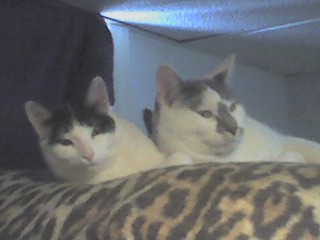 Our Kitties Abbi And Tiggerbu
