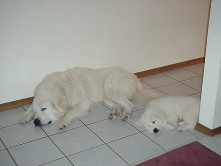 my great pyrenees