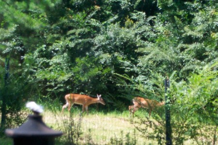 two deer in north yard 4