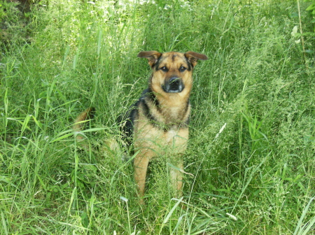 sandy in the grass