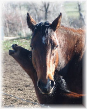 Mare and Foal