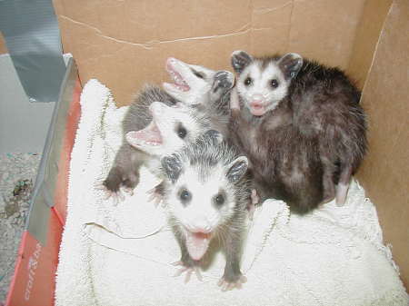 Baby Opossums