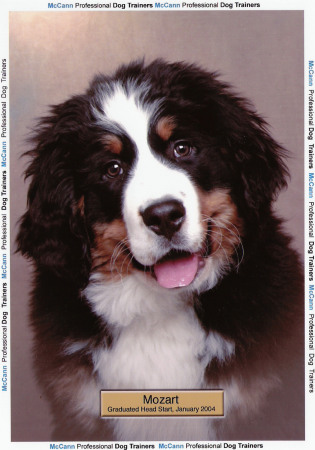 My Bernese........Mozart