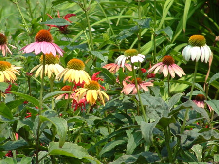 Echinachea - Cone Flowers