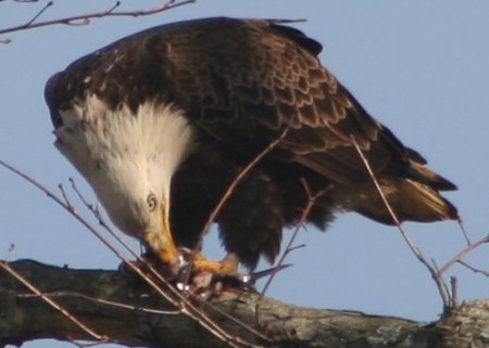 Eagle dining on a fish
