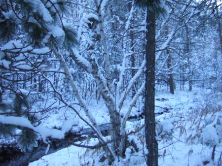 custer state park snow