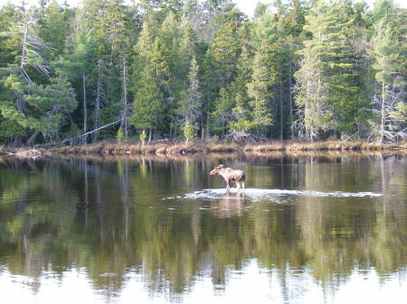 Frost Pond Moose May 2008