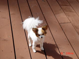 Stevie, my little 5Lb. Papillon doggie