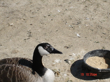 Pet Canada Goose