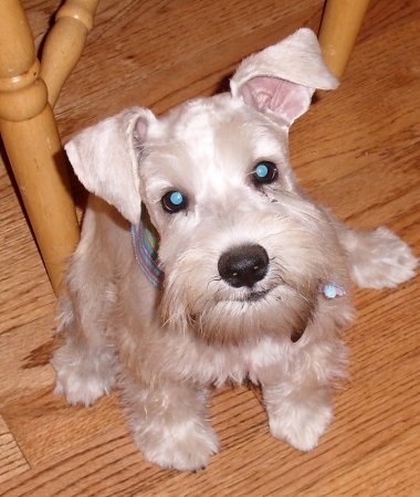 Jack - miniature schnauzer