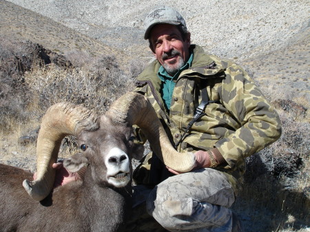 Nelson Bighorn Sheep