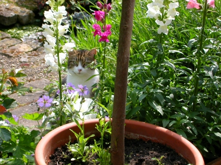 Our cat, Squeaky in our garden in England '04