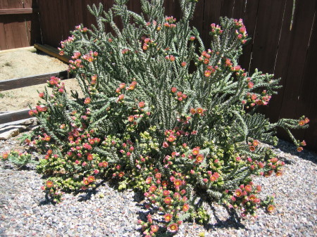 Desert Catus in Our Yard, Grand Junction, CO