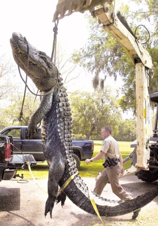 Cool Pic   Gator Tail anyone?