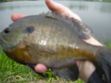 Nice Bream