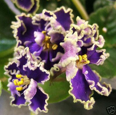 African Violets