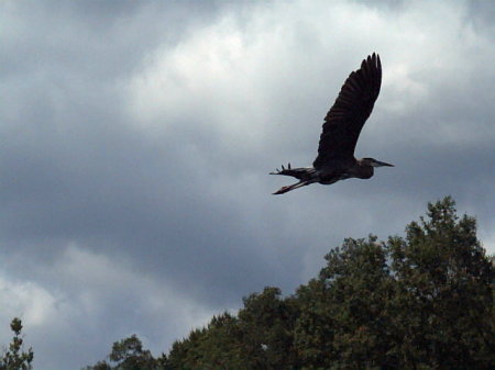 Blue heron over Lehigh river