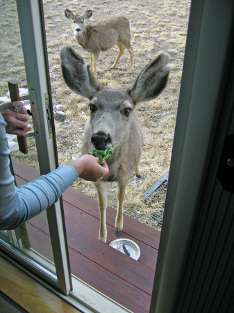 Feeding the deer in Colorado