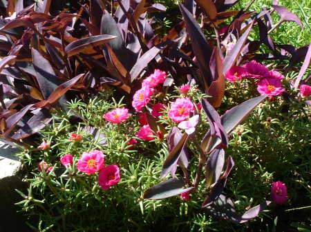 favorite garden flowers